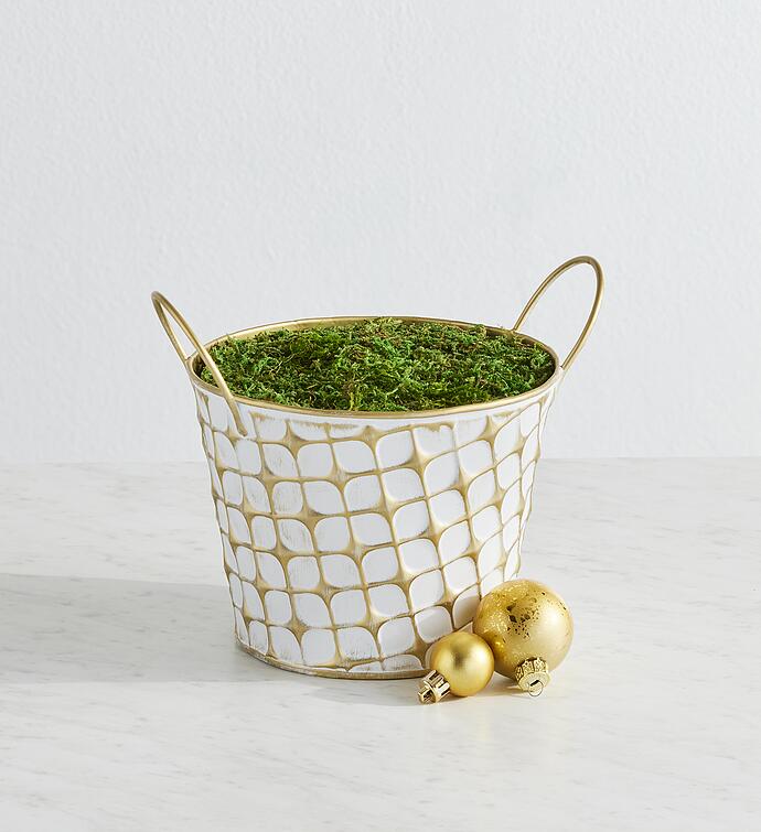 Paperwhites Bulb Garden in House Planter